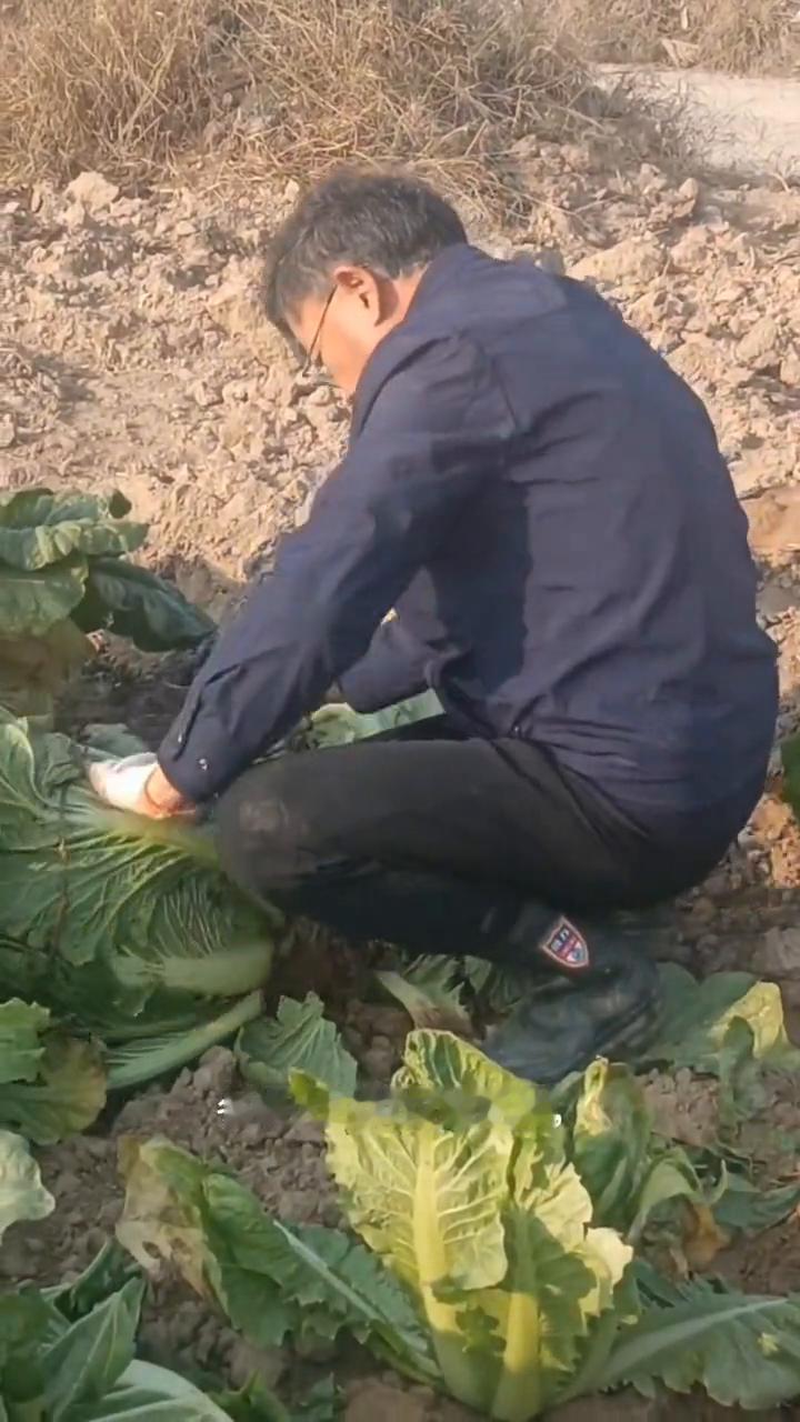 小雪节气之后气温骤降，小菜园冬储大白菜。
亲爱的朋友们大家好！今天是11月23日
