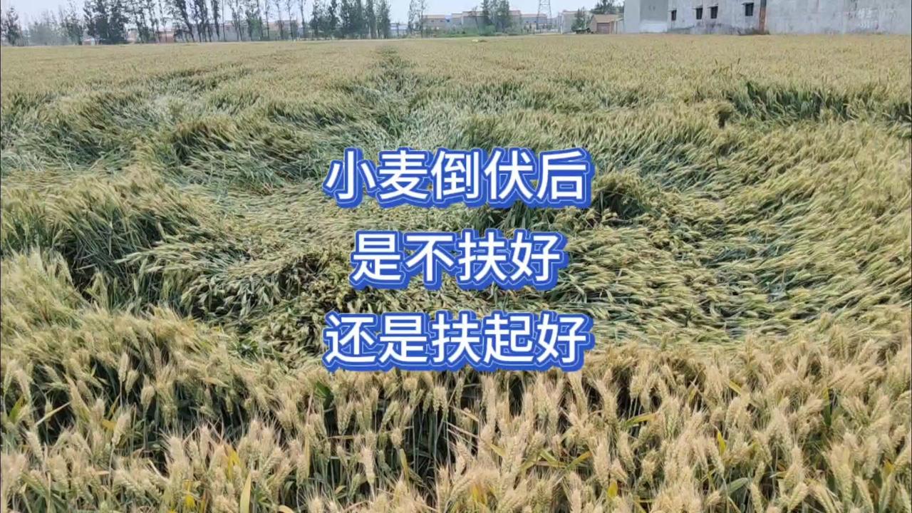 倒伏小麦扶不扶？分情况！🌾近期大风暴雨后，麦田大片倒伏，老乡们纠结该不该人工扶