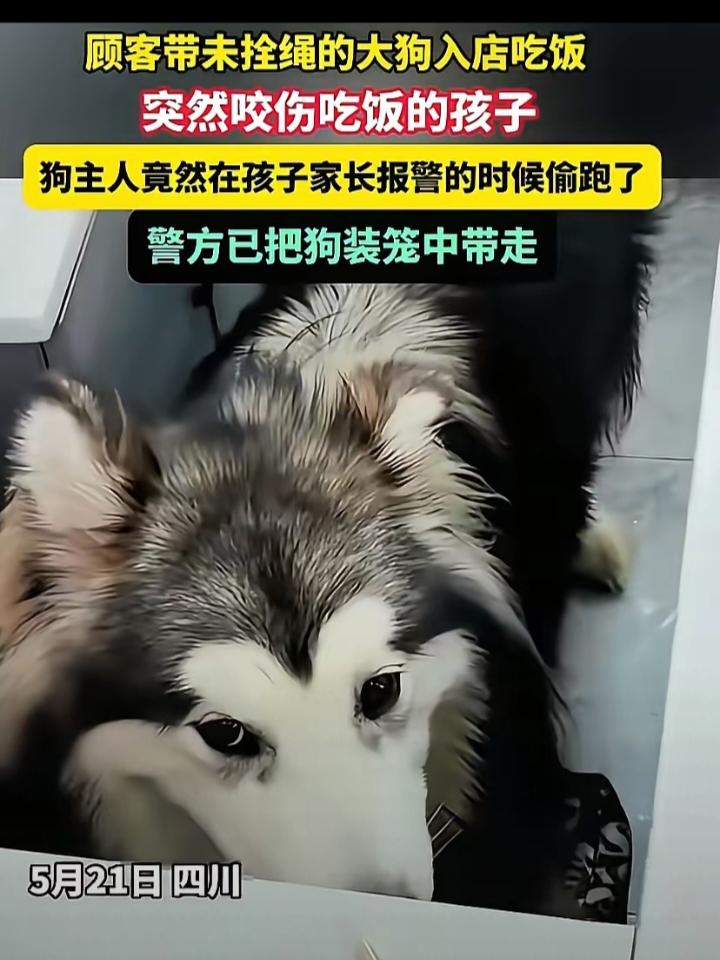 离大谱!四川，一女子带着未拴狗绳的大狗进入饭店吃饭，结果，大狗突然发狂咬伤正在吃