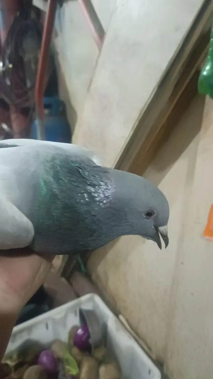 又亏了！定金交了，没等到船靠岸，又损失惨重了，你太不会养护鸽子了，我也...