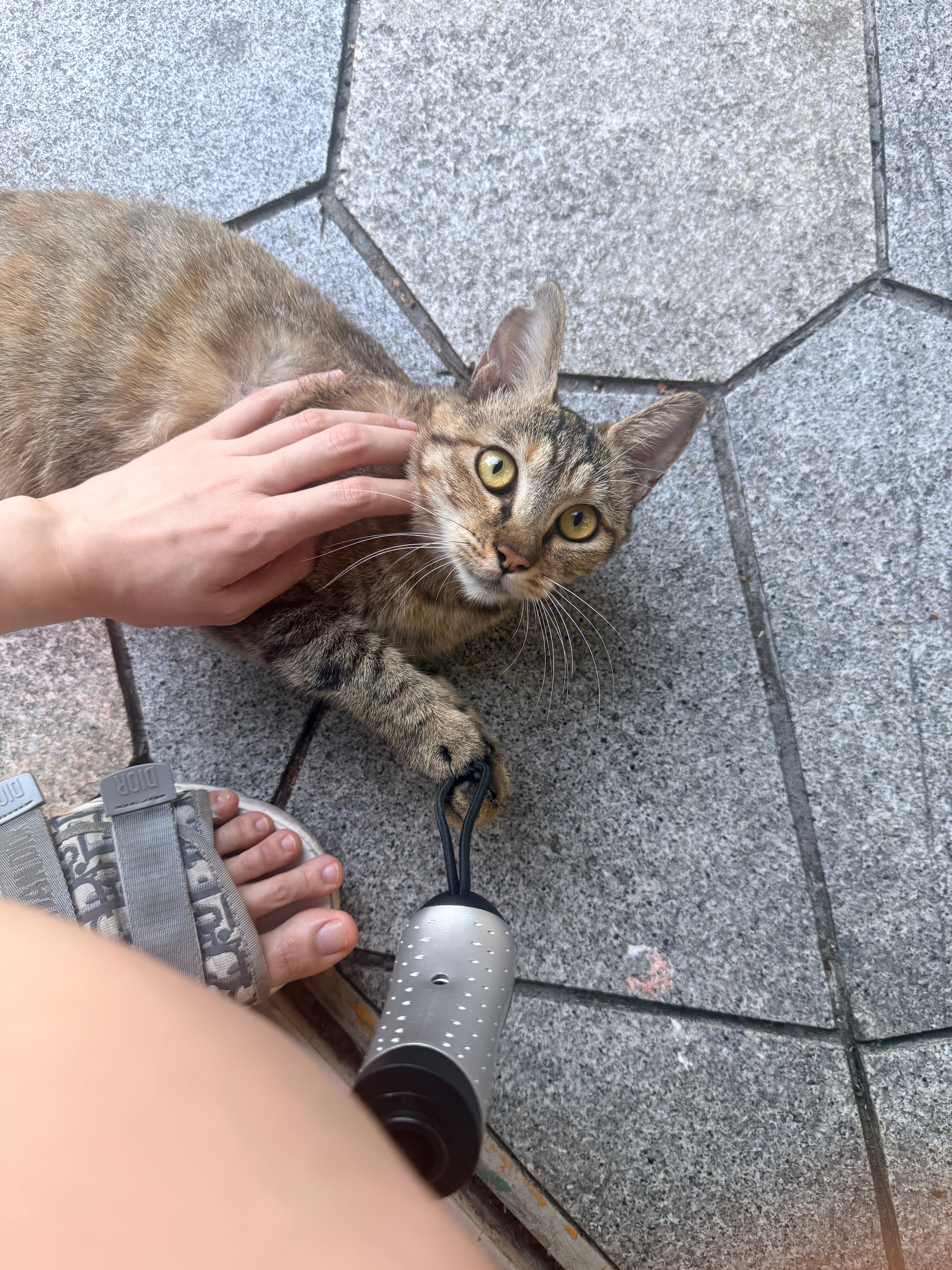 偶遇小猫咪为什么对着陌生人翻肚皮啊宝宝这样很容易被拐回家的 ​​​