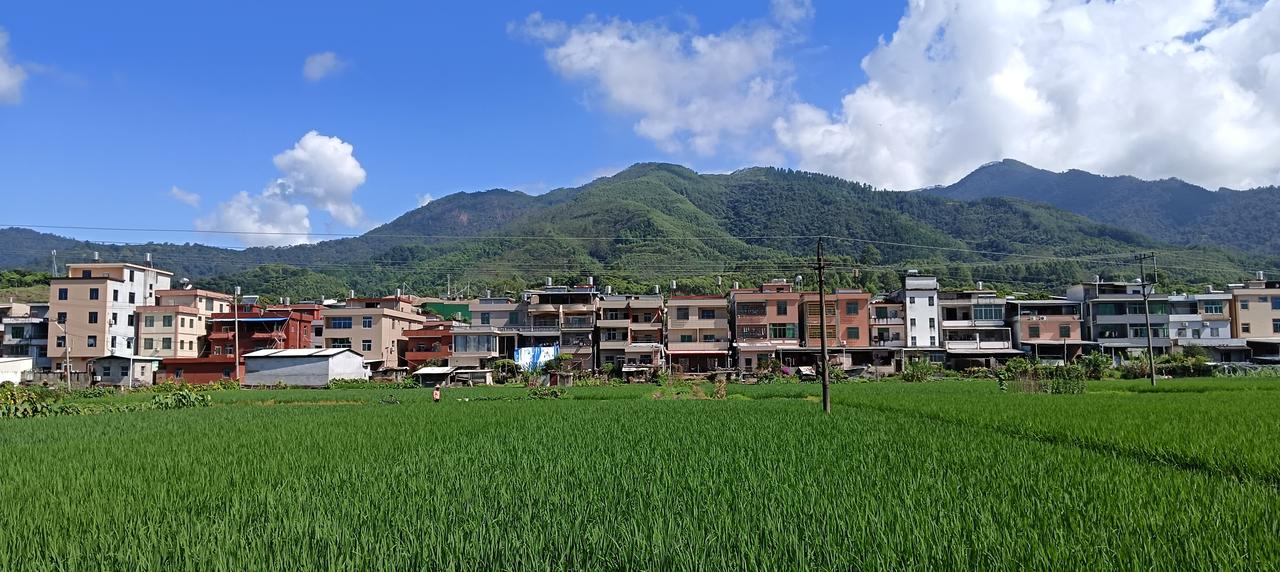 漳州市长泰区石横村——石皮洋农田示范区，前一个月还是沉甸甸的黄稻谷，如今又是绿油