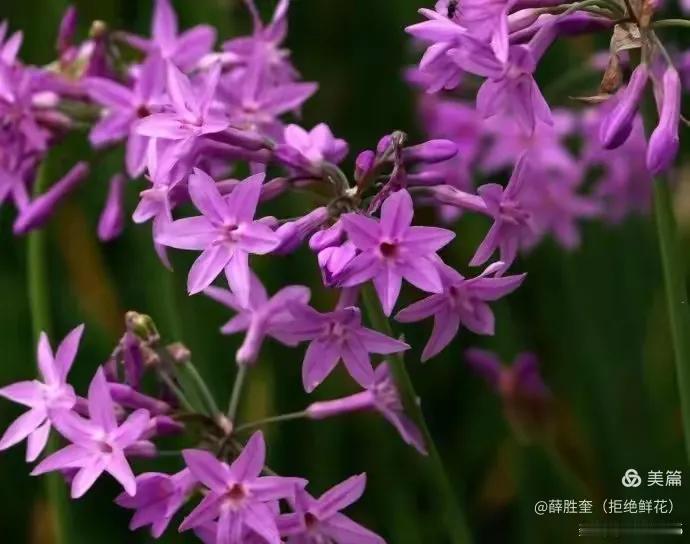 朝中措一一紫娇花

不尽芬芳咫尺

从容灿烂天涯

叶丛翠绿株形好

靓美紫娇花