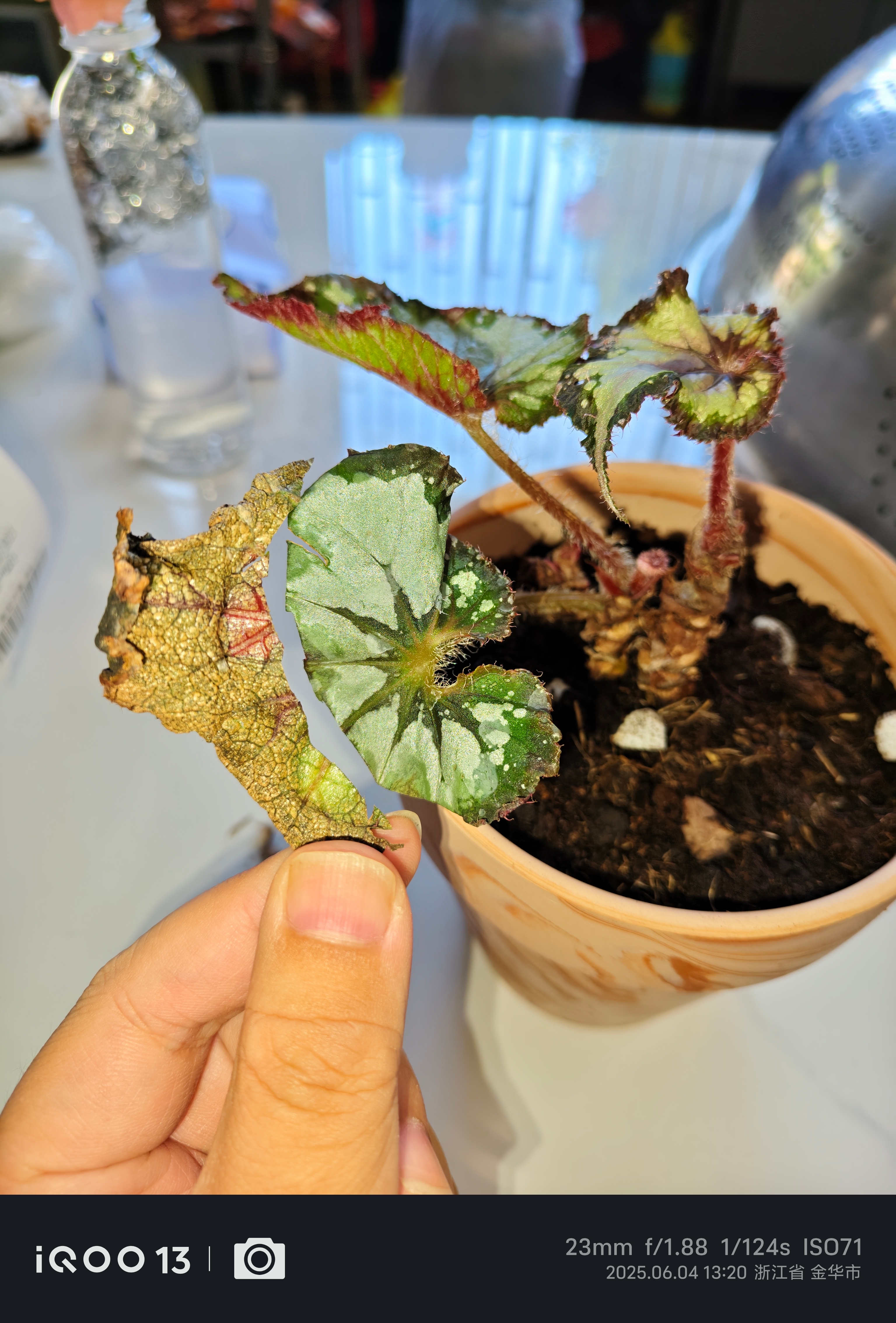 从种了月季铁线莲，再到室内的我也买了一些种，前两天分享了白犀牛海芋，今天这棵是蟆