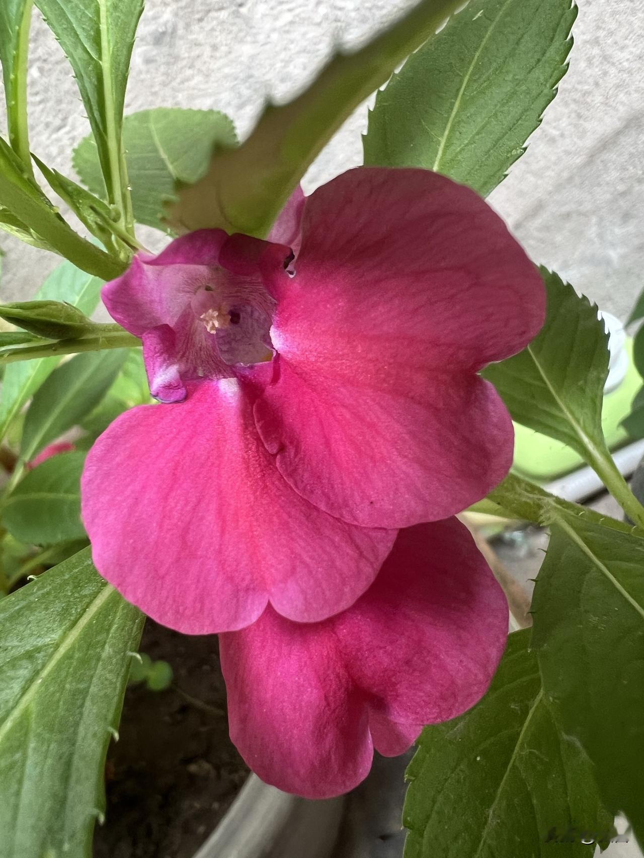 我家种的凤仙花和大力花，简直是阳台上的颜值担当！尤其是大力花，美得跟假花似的，每