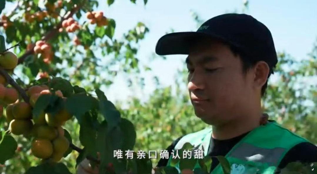 在福建解锁新疆地道甜杏福建人严选的吊干杏🔥福建挖到宝藏干果，严选新疆吊干杏，充