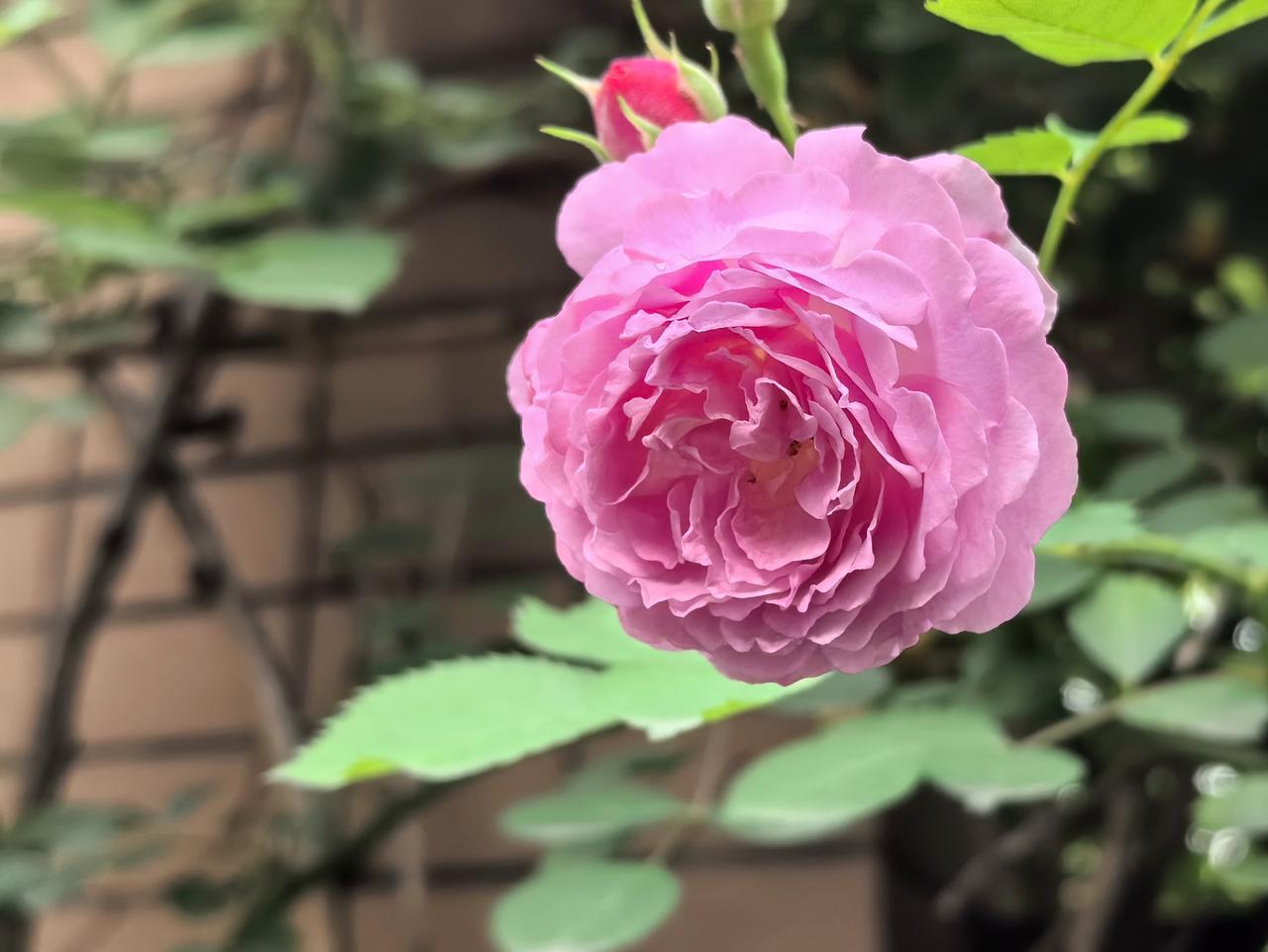 【热评】母校为何不认自己的错
男子举报自己学位证无效 校方回应

男子举报自己学