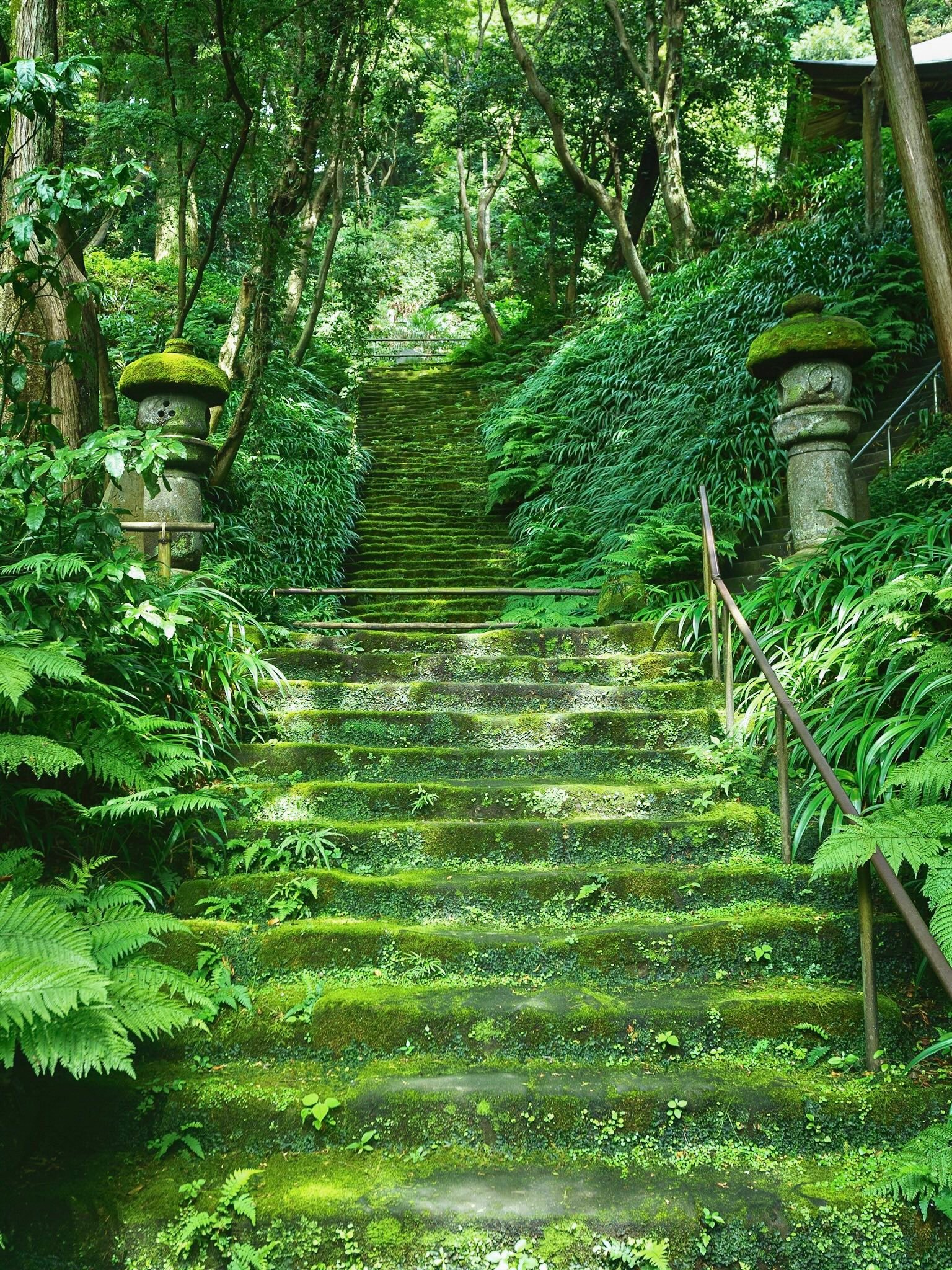 苔痕上阶绿（图源：x.com