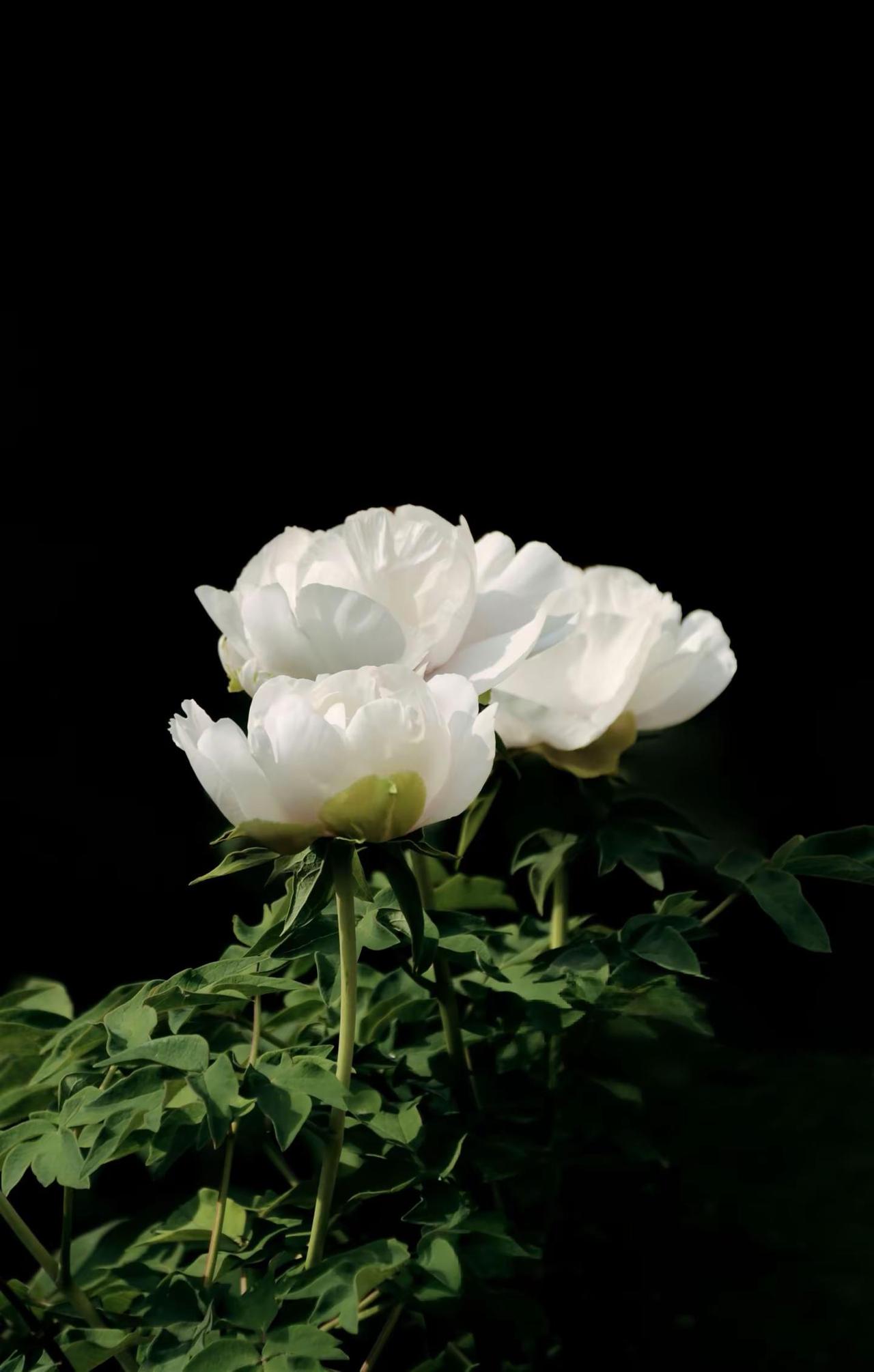 白牡丹。白色牡丹花 原创摄影 黑暗背景的花