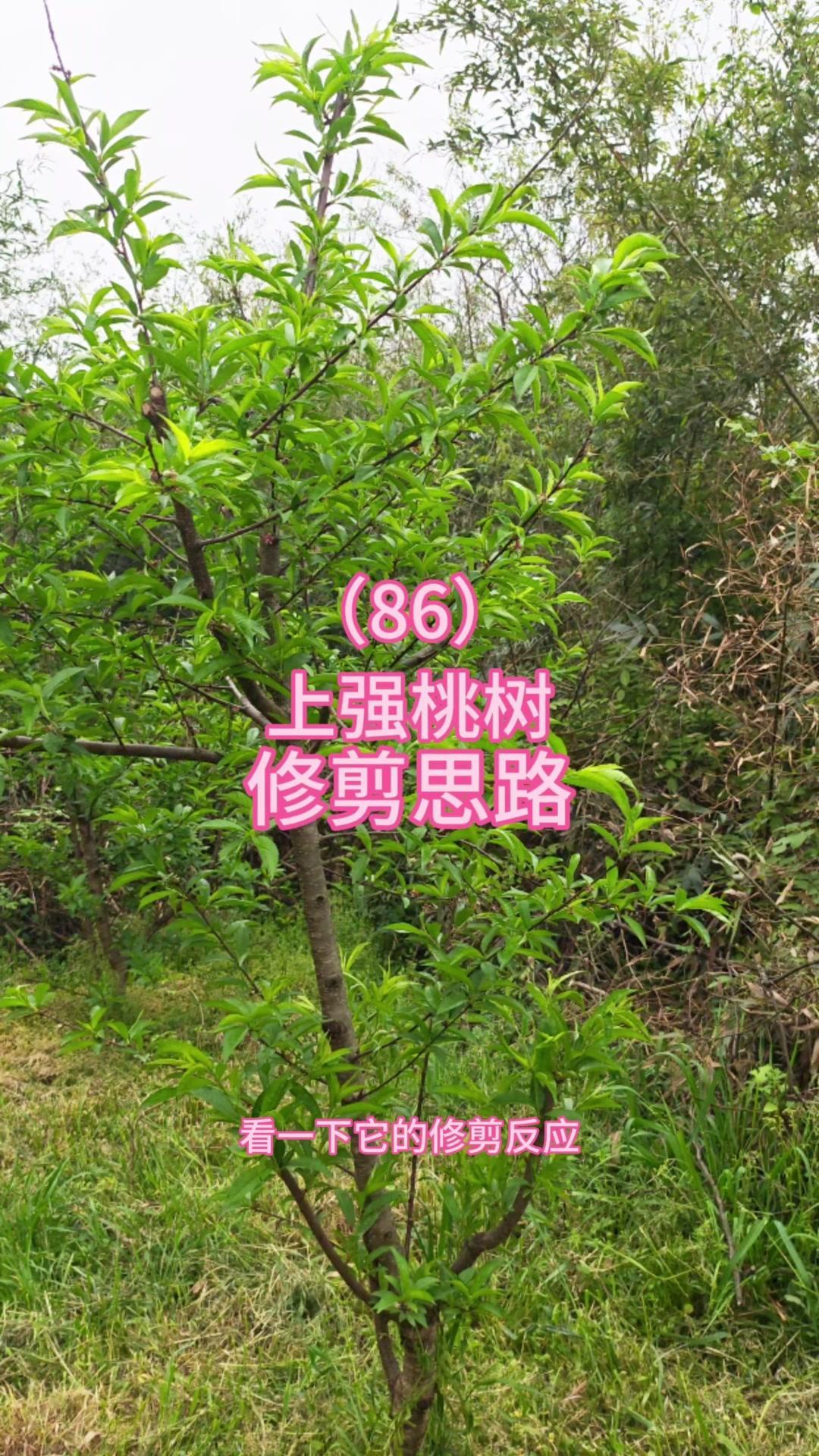 🍑上强桃树修剪我有妙招！先看这棵上强的桃树，上部多叉头强旺枝条，冬剪就压缩修剪