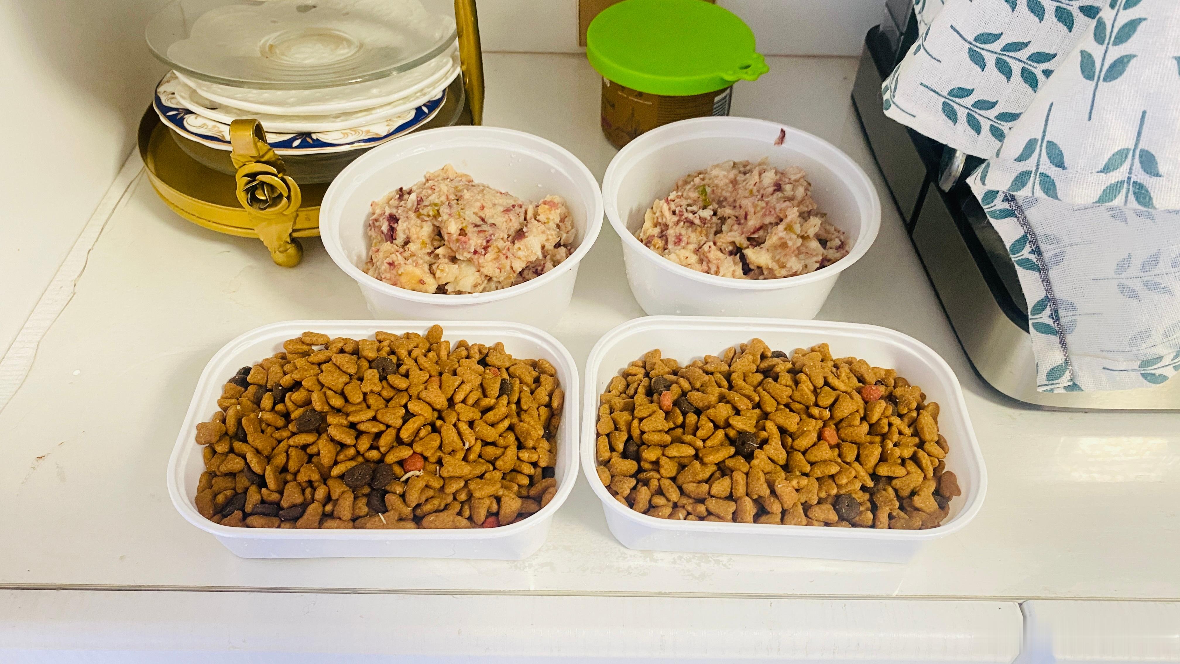 小流浪们的晚饭准备好了，用了新的外卖盒子我是猫猫们的快递员，稍等片刻，您的晚餐马