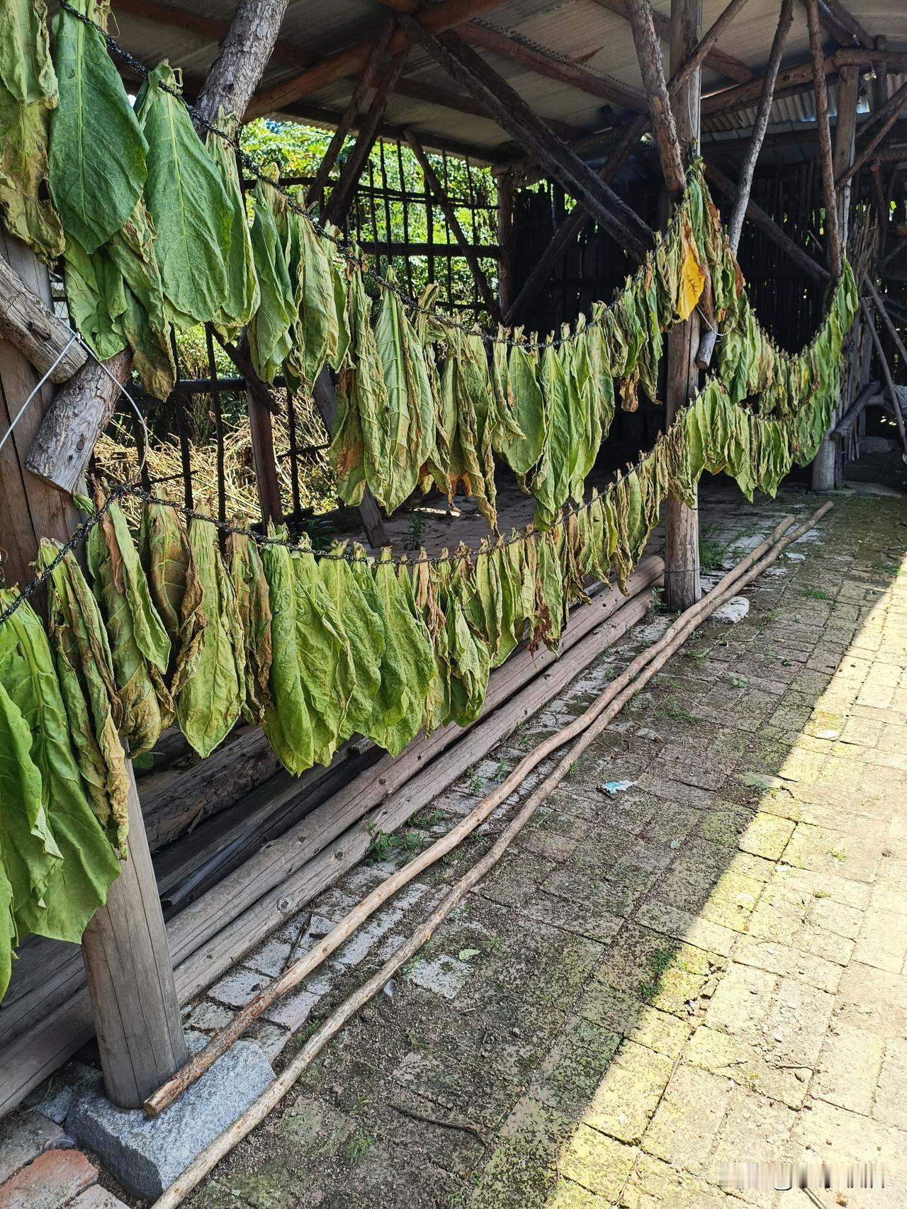 你问我答种这个违法？在线等挺急得。这是我邻居。我一直想嚯嚯他，这个可以让他供吃供