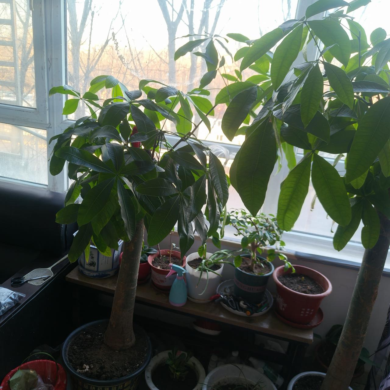 晒一张你拍的花