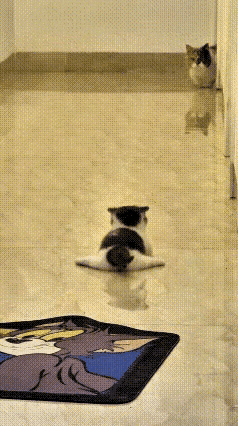 笑不活了！这主人绝对给地板打了八层蜡，滑得跟溜冰场一样！
猫妈妈带小猫串门，小奶