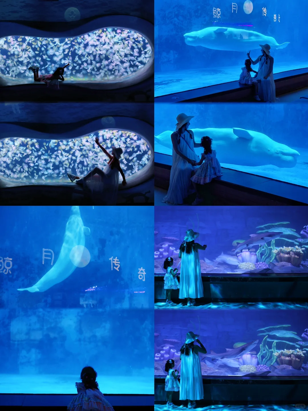 带娃在海洋公园怎么玩儿，怎么拍，看这篇！