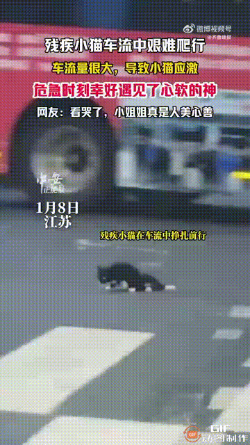 看哭了！江苏一处街头，一只残疾的小猫在车流下缓慢地爬行，由于车流量很大，导致小猫