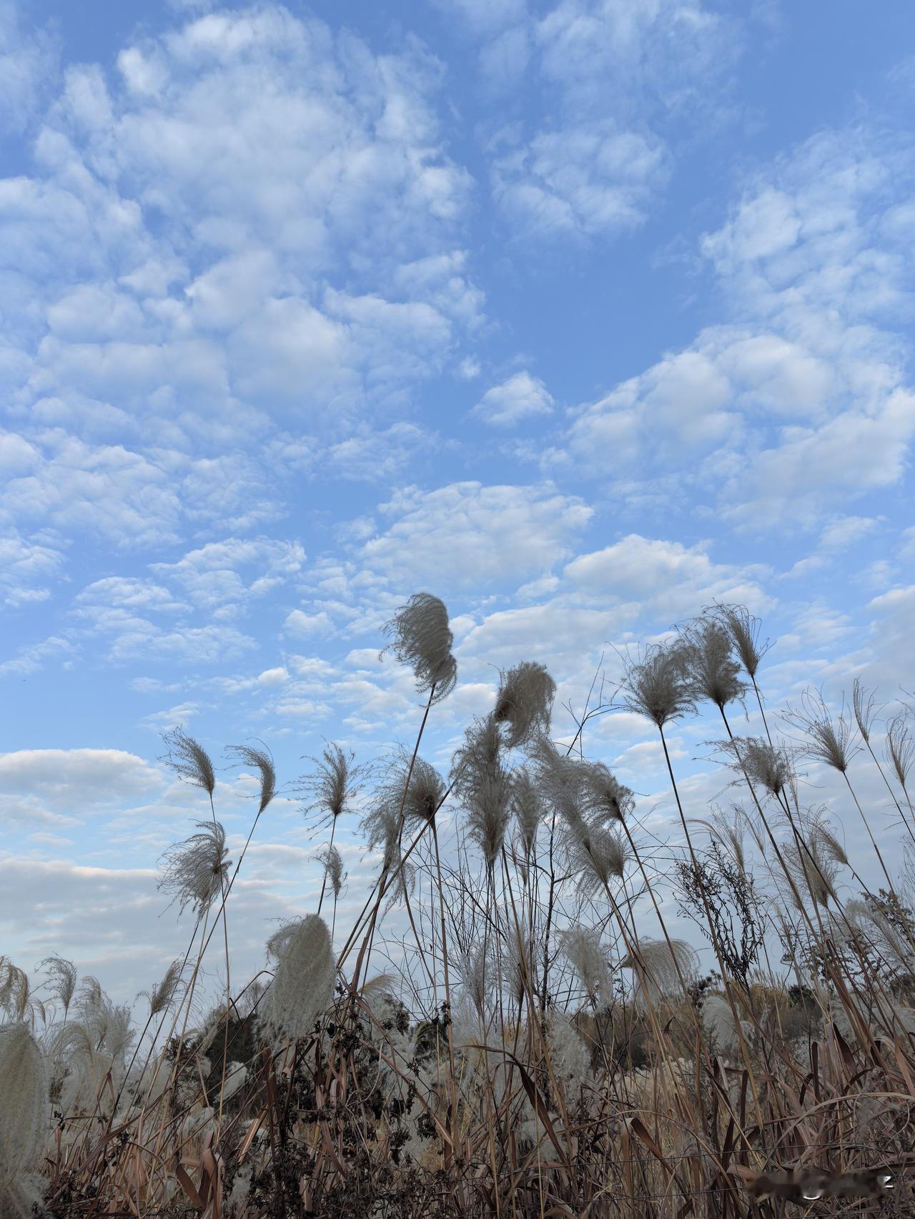 雨下千条线
风舞万缕丝