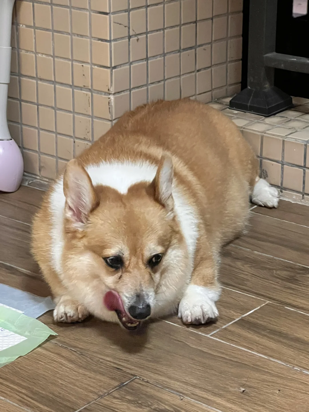 罐罐今天成功减肥0.3kg☺️