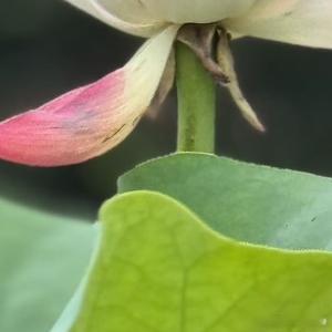 一路向阳，静候花开，愿所有的美好都如期而至。 ​​​