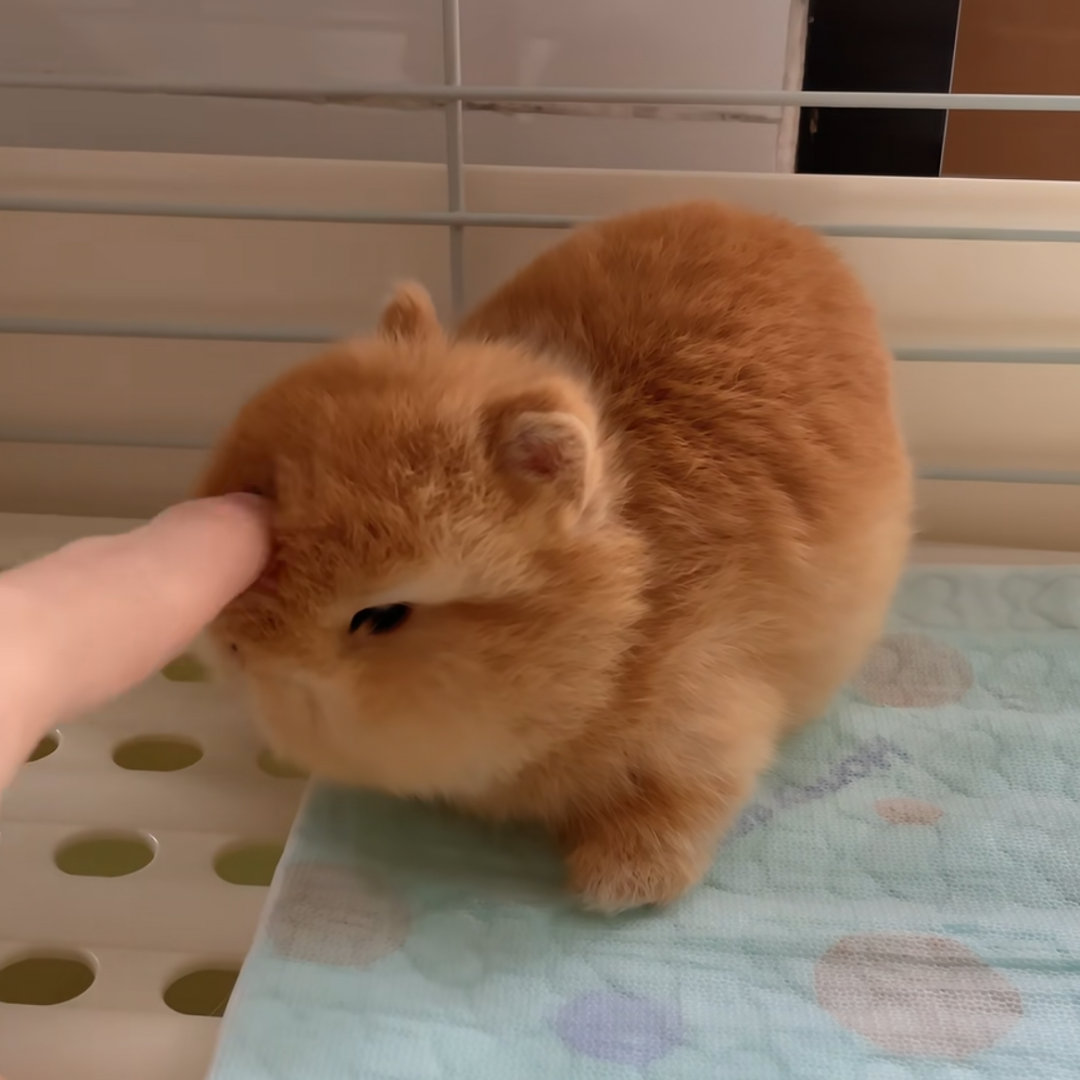 猪如兔猪如兔