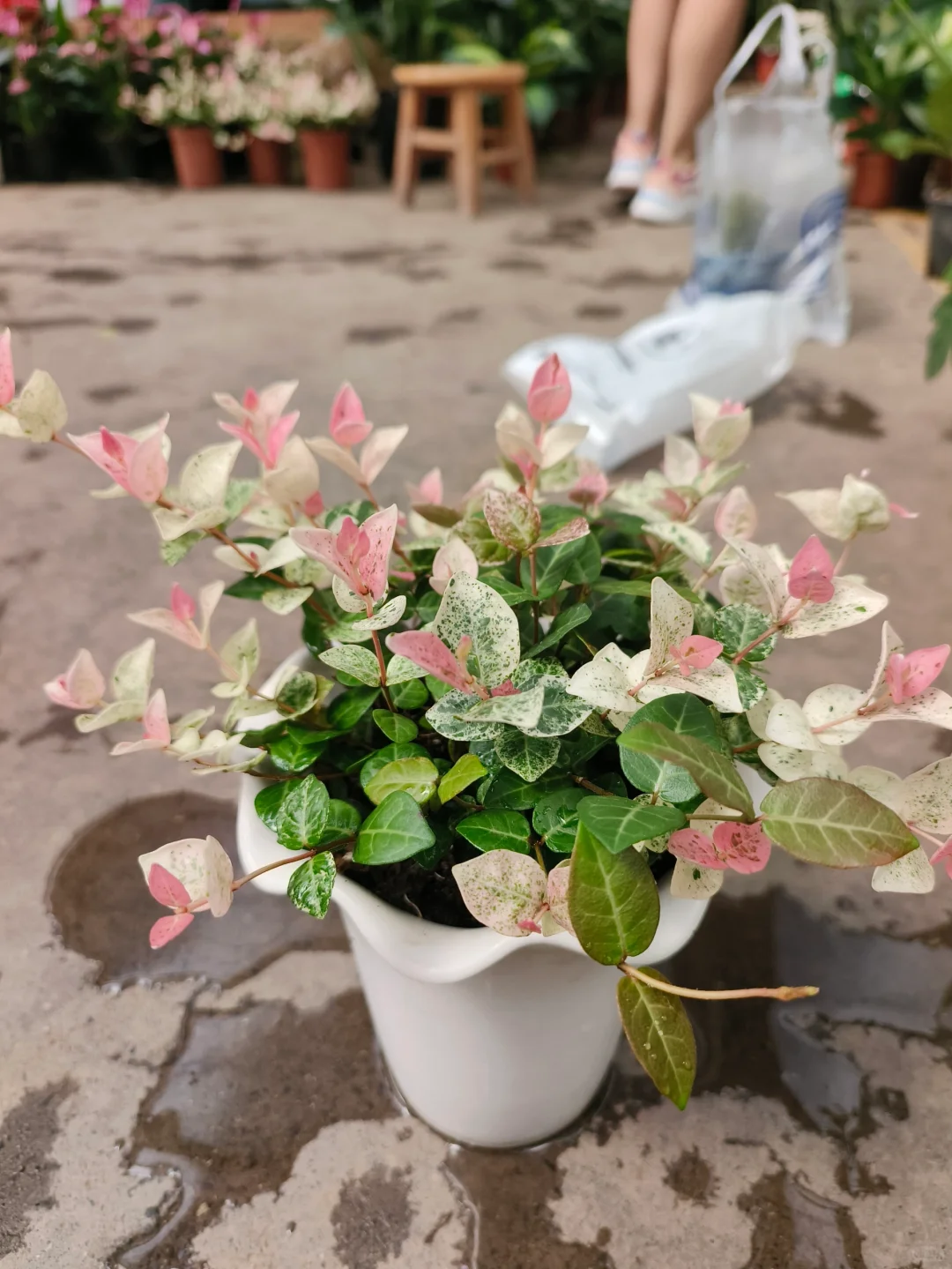 花叶络石✨乌鲁木齐绿植