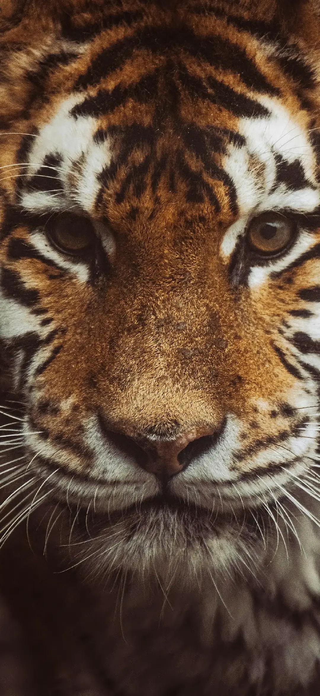 哪里有乱，哪里有美国🇺🇸美国 
除了美国对委内瑞拉跃跃欲试；大家可以看一下全