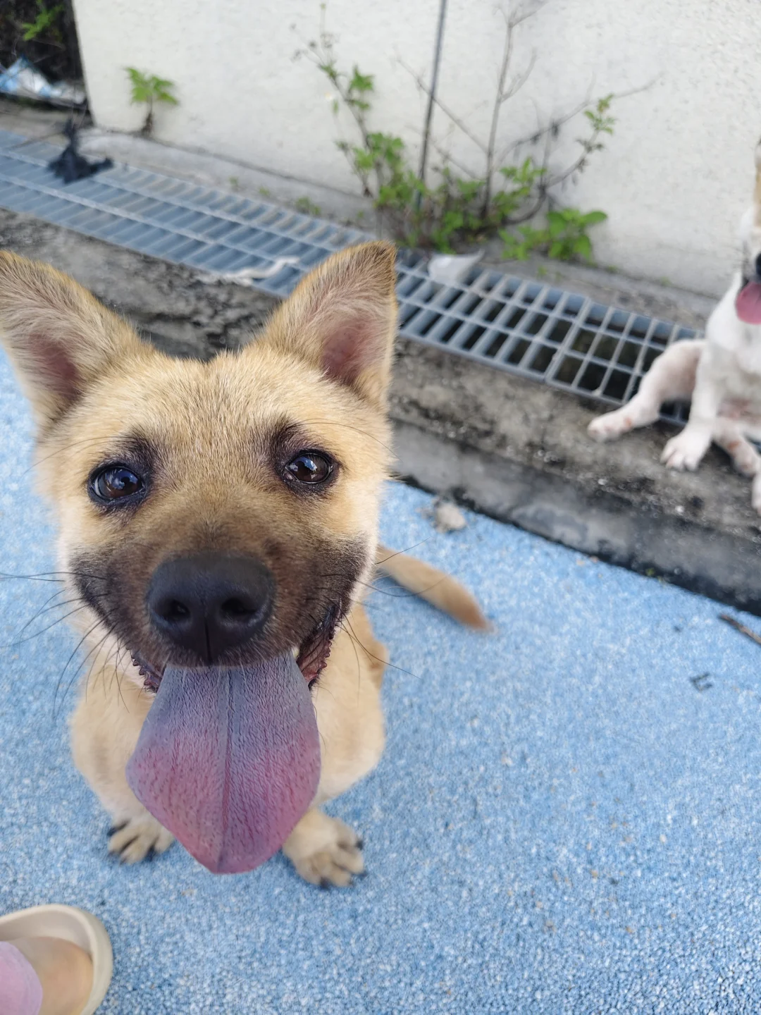 待领养:中华田园犬弟弟（立夏）