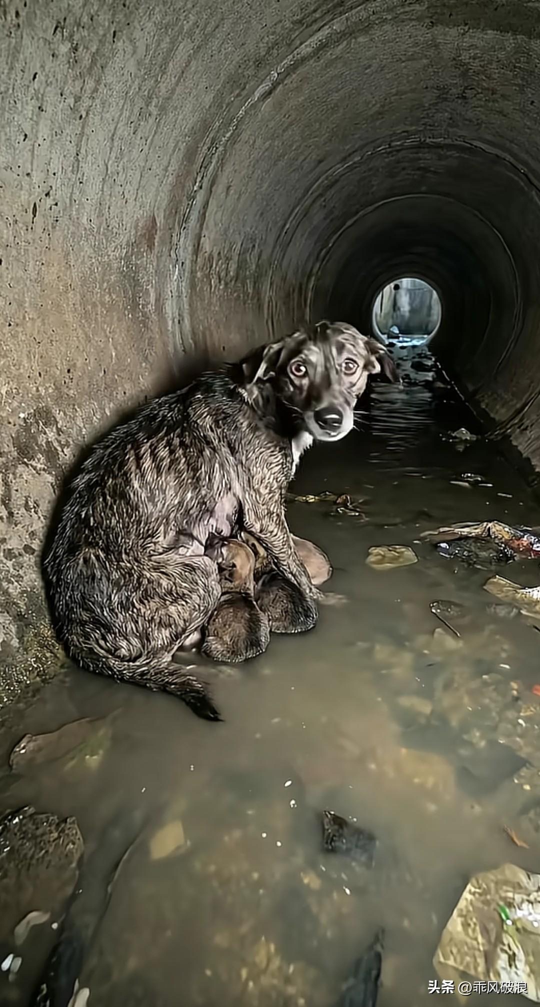 流浪狗身处积水洞中，身旁带着幼崽，却寻觅不到食物，满心皆是绝望与无奈。它悲泣不止