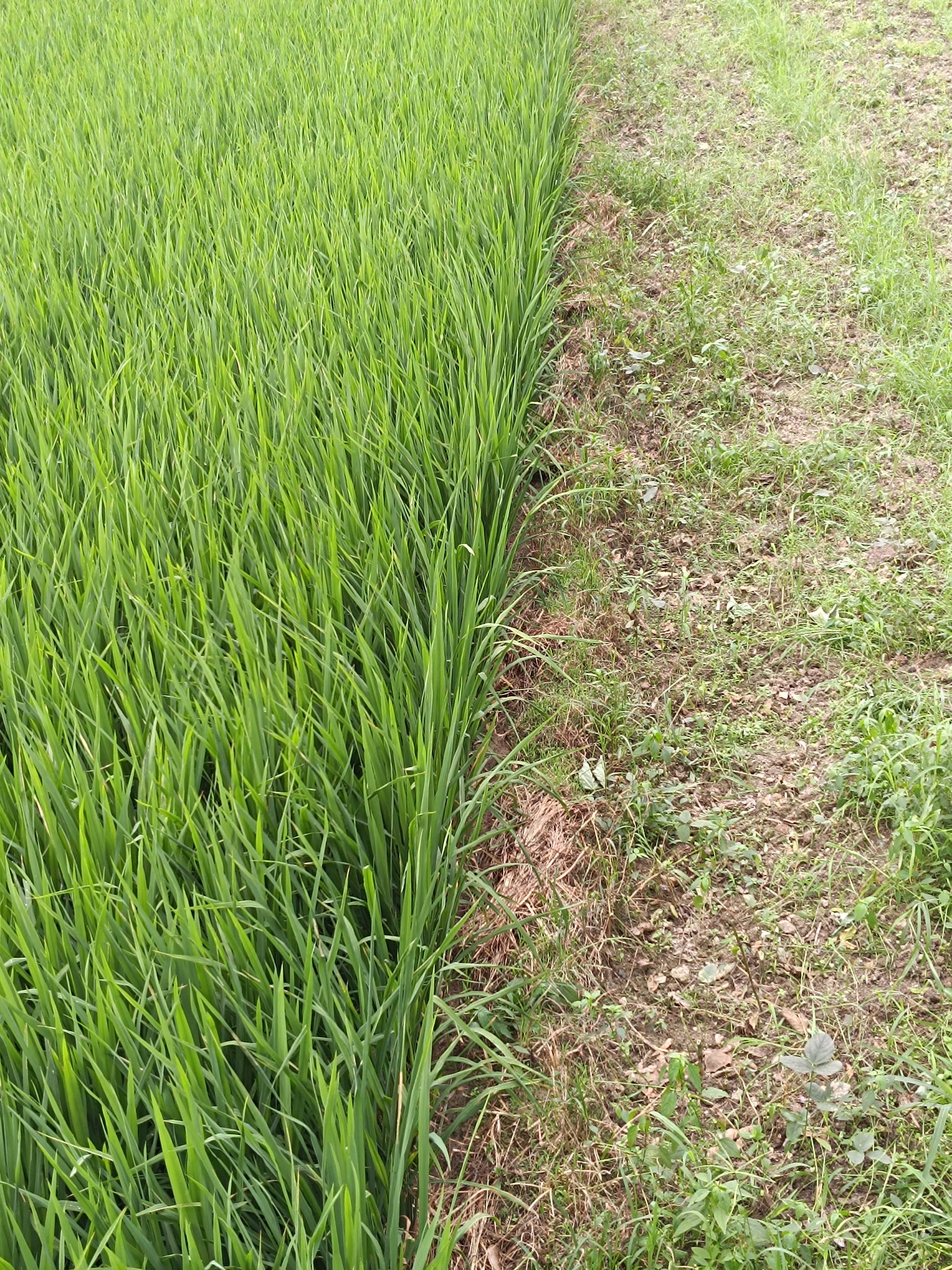 大自然还是有点厉害，我今天骑车出去的心情是：这都平平无奇嘛，毕竟我是个乡下人，这