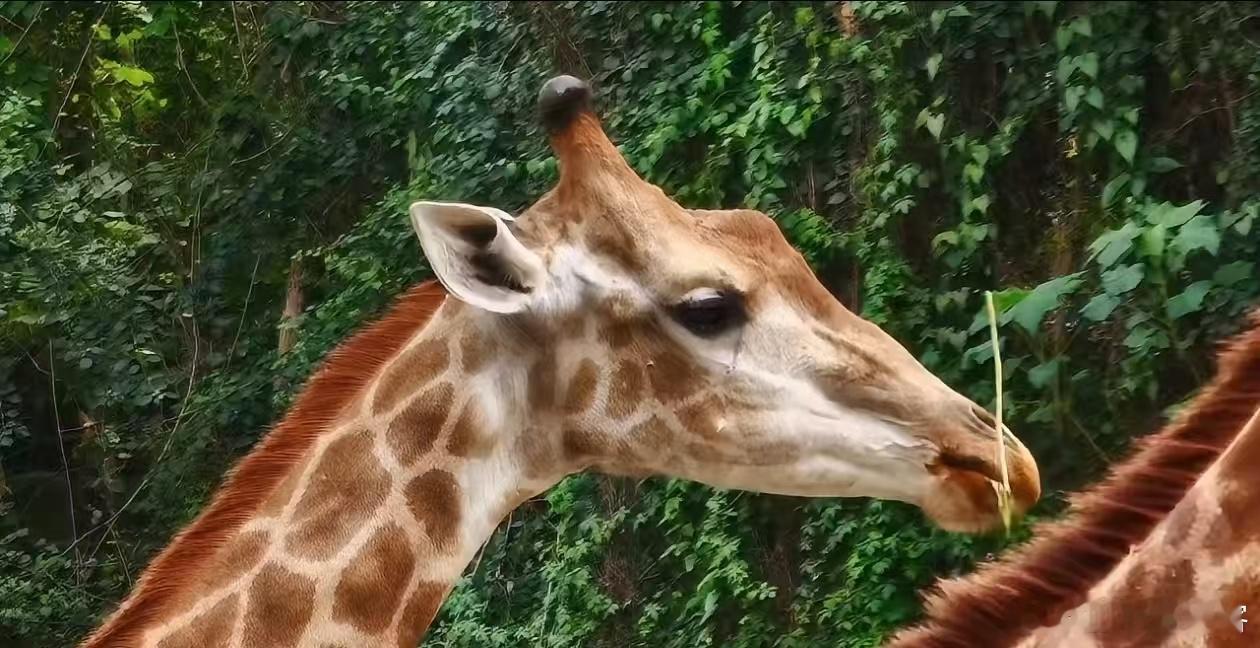 当科技越来越追求参数与速度，反而有产品开始往情绪、审美、质感上靠拢，这种回归其实