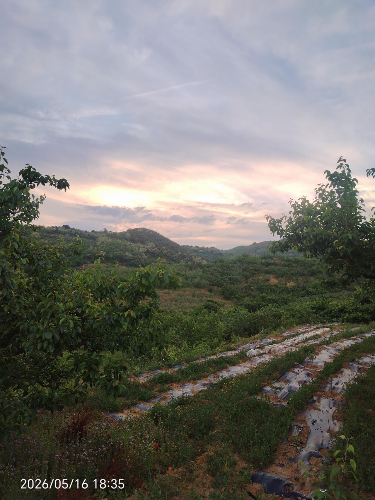 我们忙活了一大天，早上六点晚上六点。今天下山都有点晚了，天空很美。花落以后，树更