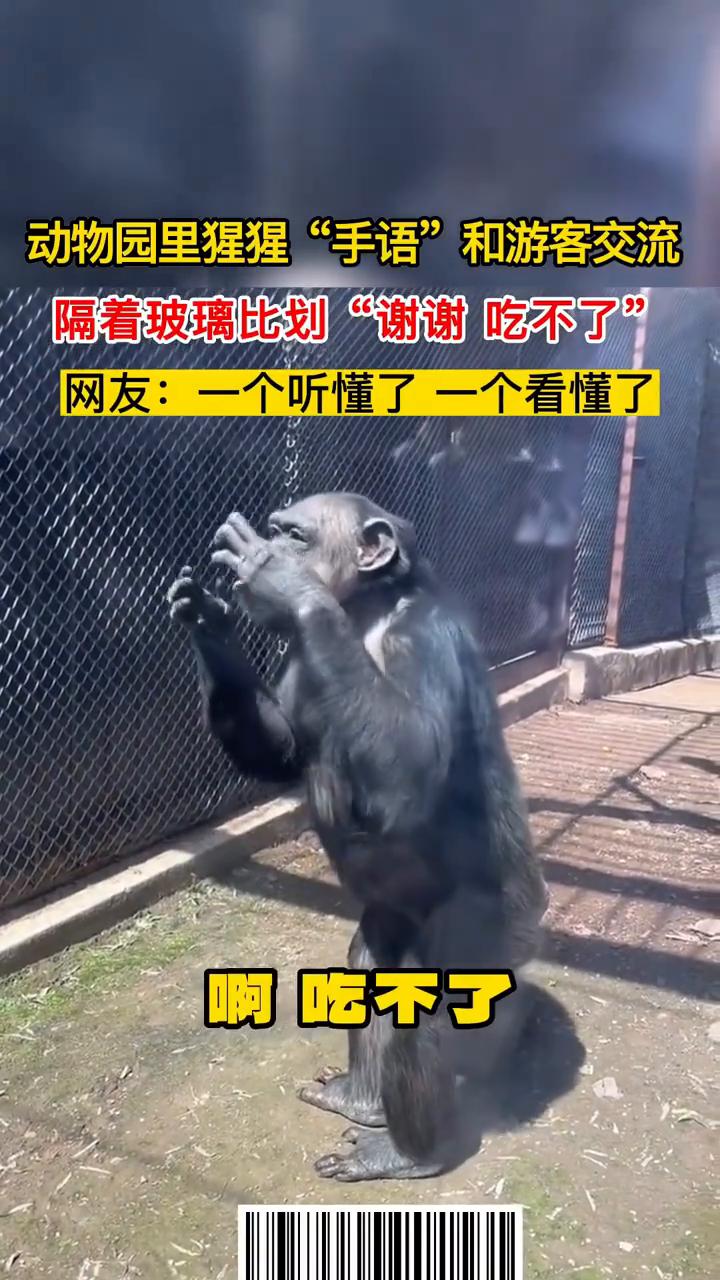 动物园里猩猩"手语"和游客交流，隔着玻璃比划"谢谢吃不了"。
5月6日，辽宁沈阳