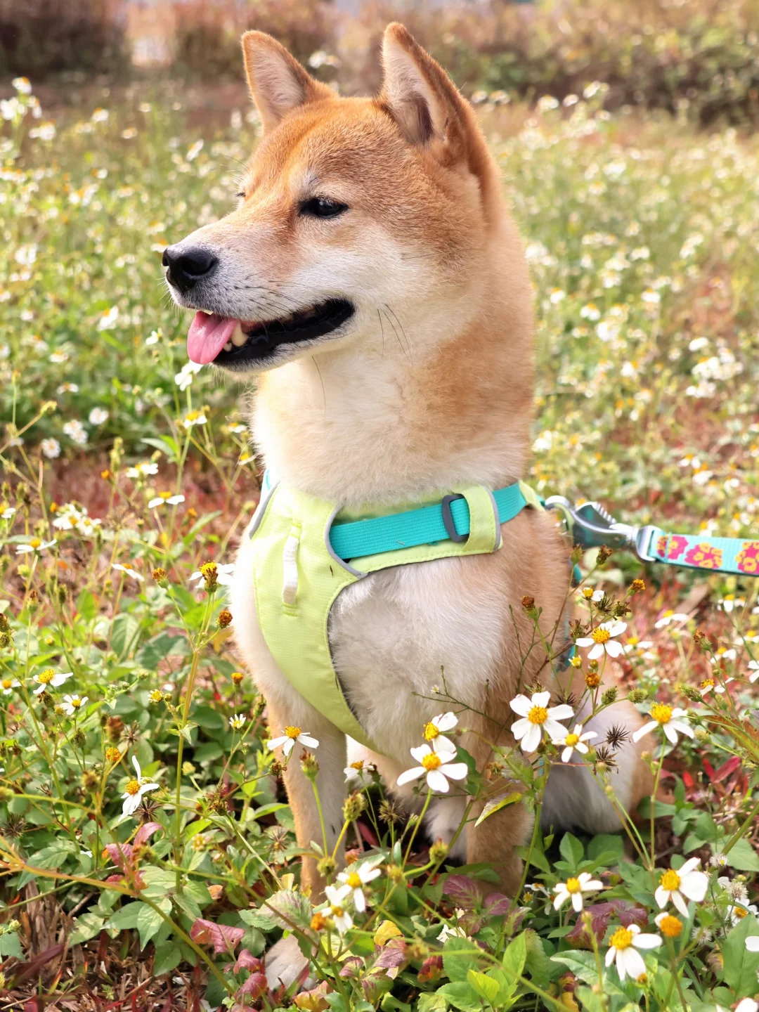 黄埔遛狗的地方真不少 这里就一般