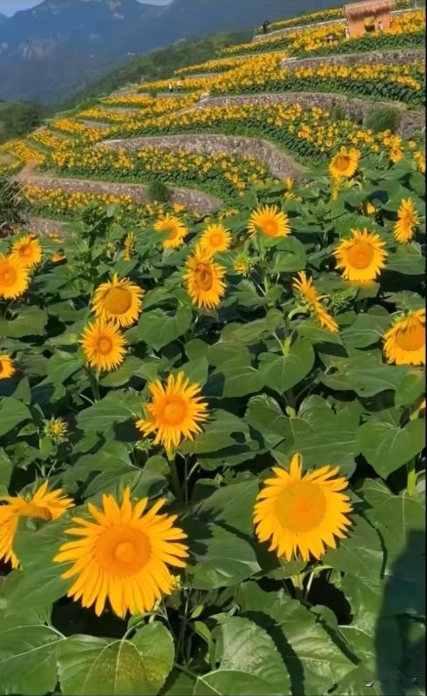 这个世界上有两种教育，一种是间接知识的教育，俗称填鸭式教育，我教育你啥你学啥，几