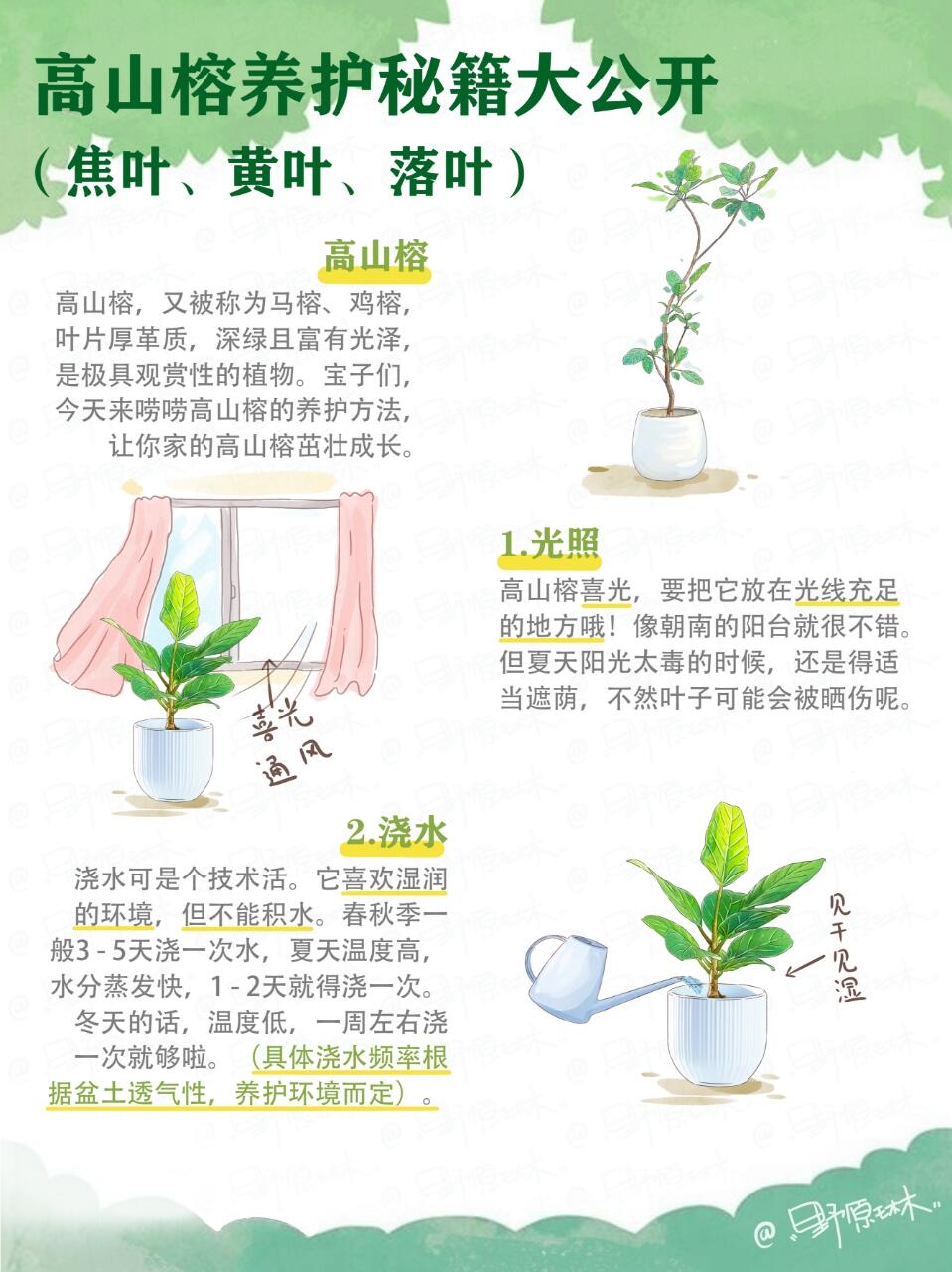 高山榕养护知识分享