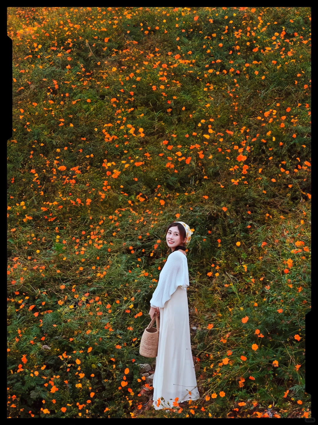 温州｜私藏了开满山坡的油画般花海🌻
