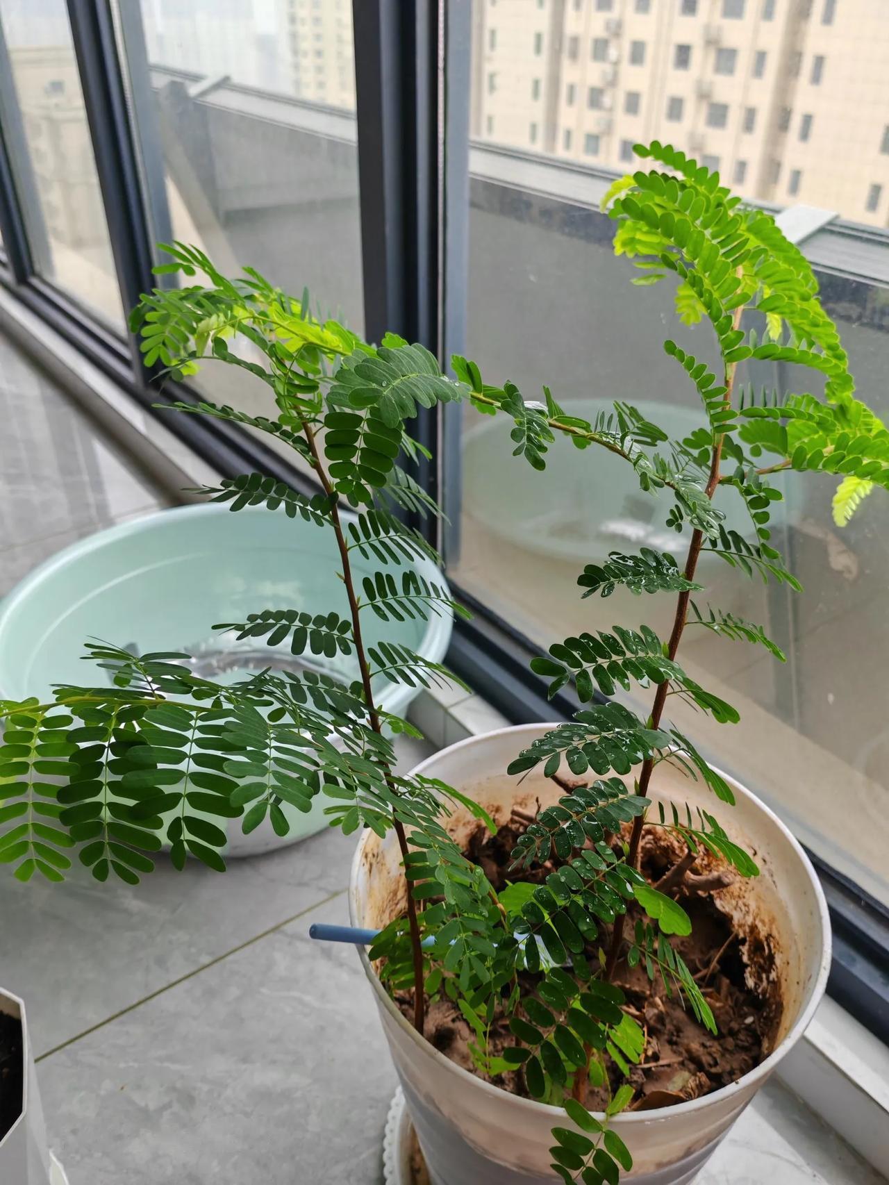 有心栽花花不开，无心插柳柳成荫。
随手丢下的几颗种子都长的这样旺盛，
为何花钱买