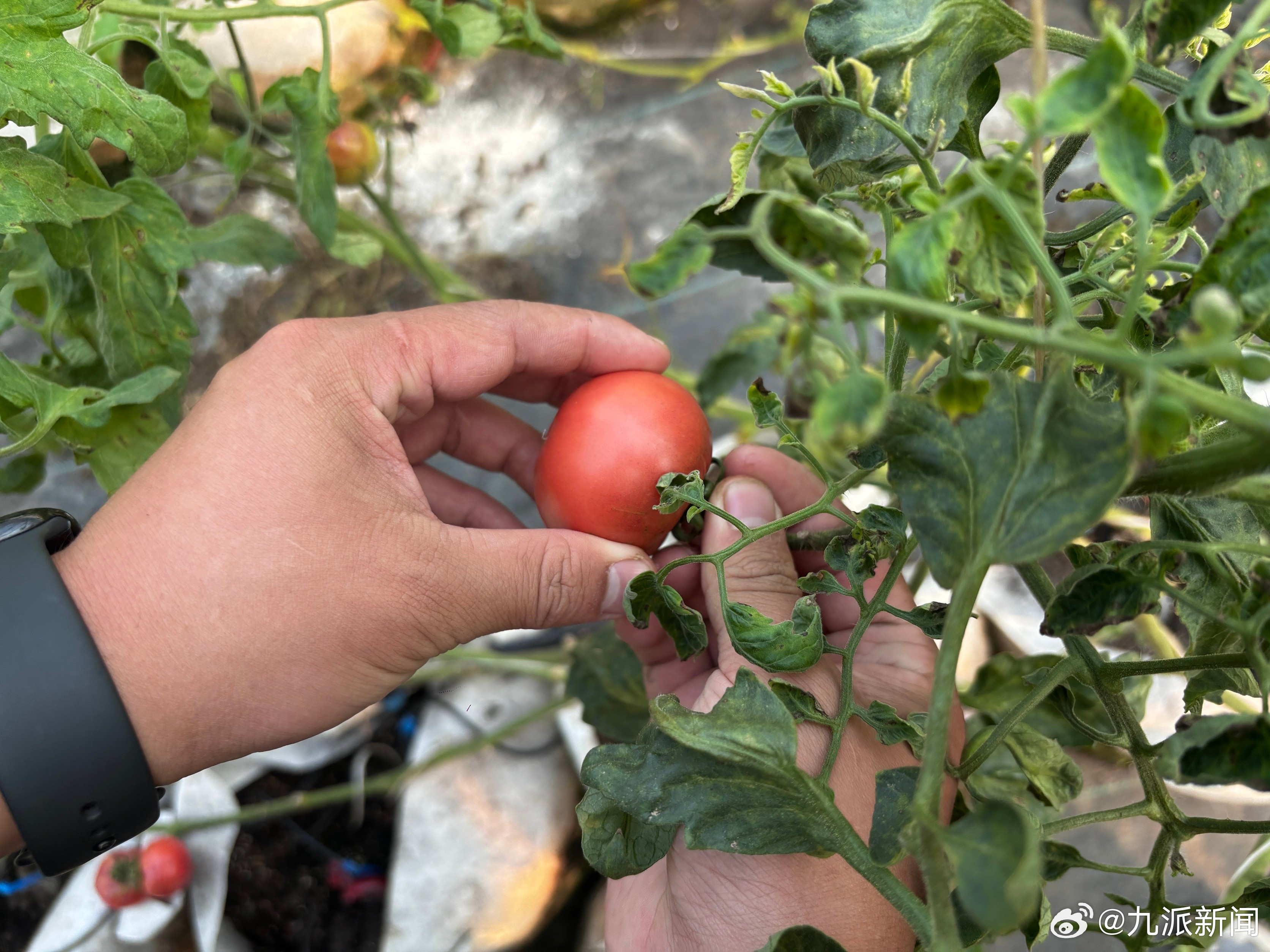 【：月销4万元，拒绝像阳光玫瑰一样量产】在华中农业大学，有一群年轻人将实验大棚里