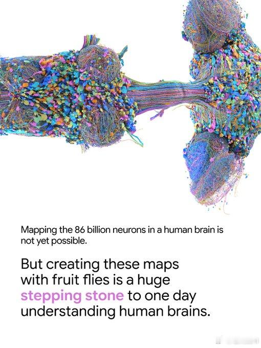 谷歌研究GoogleResearch和HHMI Janelia研究所的科学家首次
