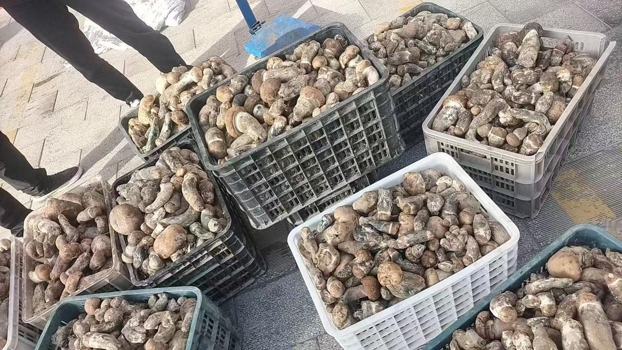 大自然的馈赠 野生菌 牛肝菌 神奇的大自然