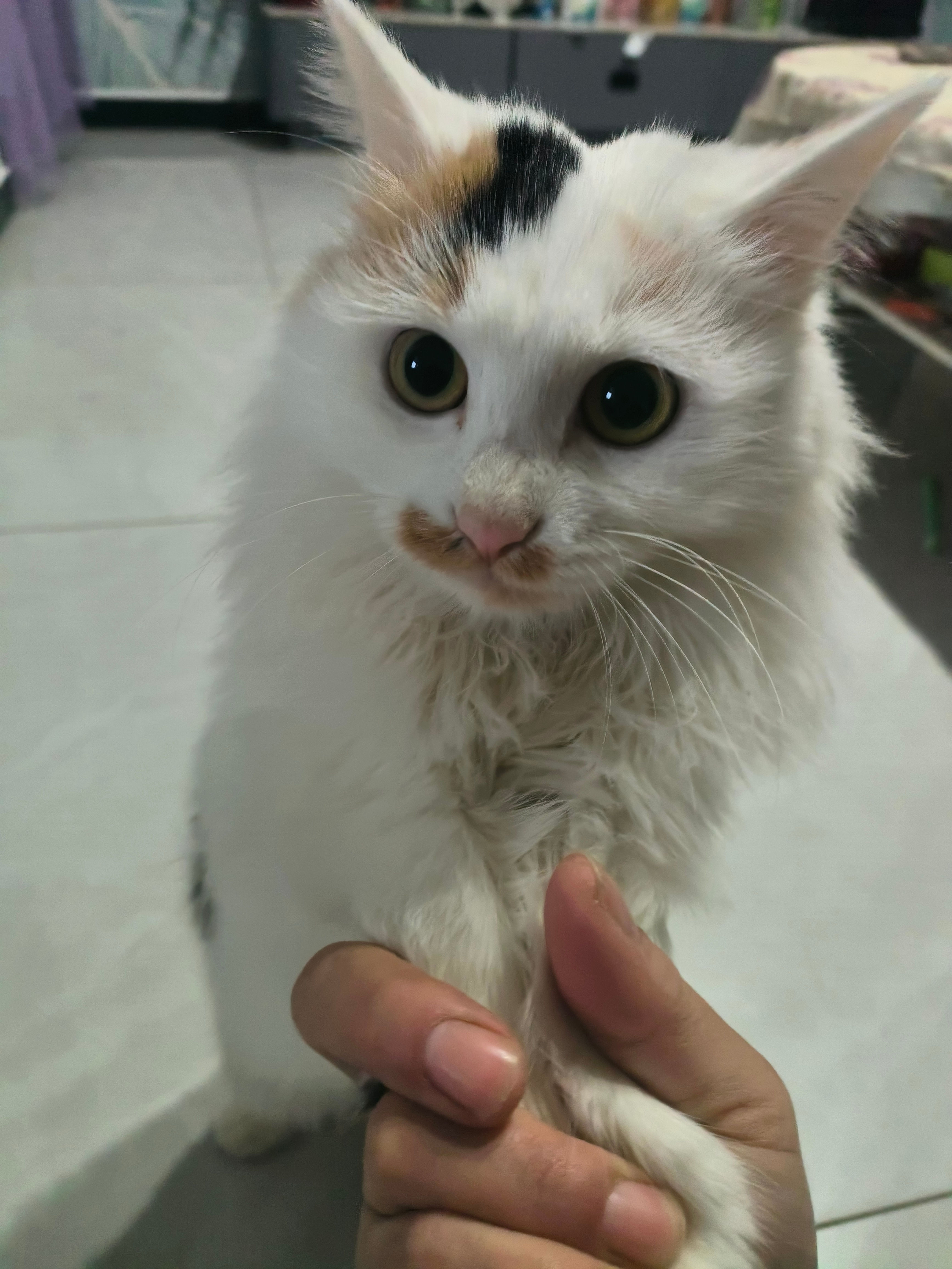 猫咪      这只长毛三花的“造型”也太会拿捏了！脑门上的黑棕色块像顶了颗小爱