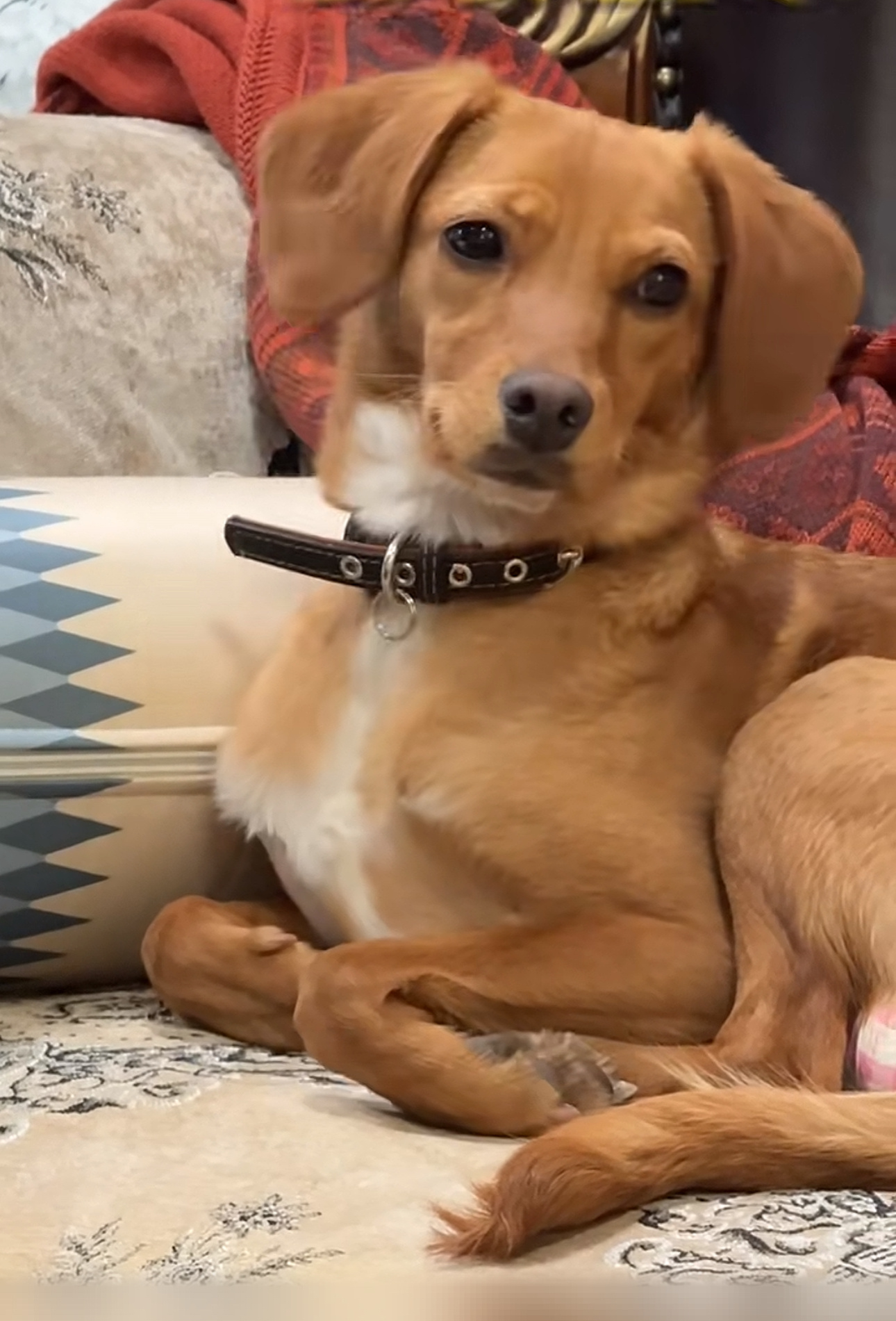 小六被宋茜养的确实长得好看多了  好俊美的一只狗 [送花花] ​​​