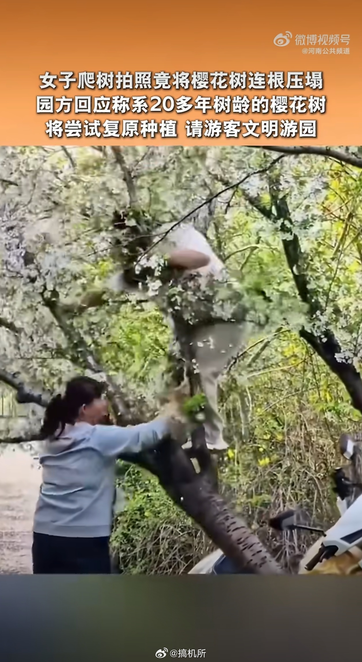 上海女子爬树压塌20年樱花树一直不理解这些为了出片拍照，疯狂摇树、站树上的行为，