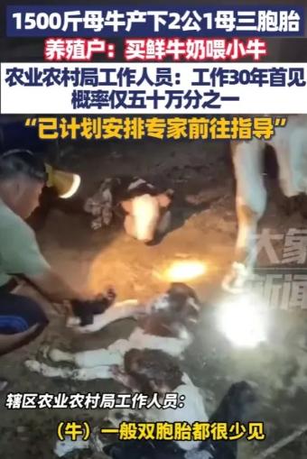 “解释不清了！”山东日照，一头1500斤的怀孕母牛夜里躁动不安，竟一口气产下2公