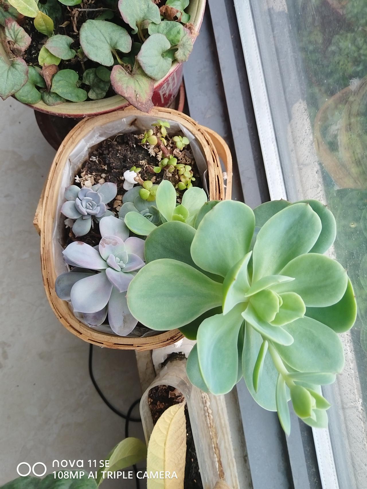 养的这支多肉长的很大，巨无霸，已经快要盖上花盆大小了，形似莲花，叶尖还是粉红的