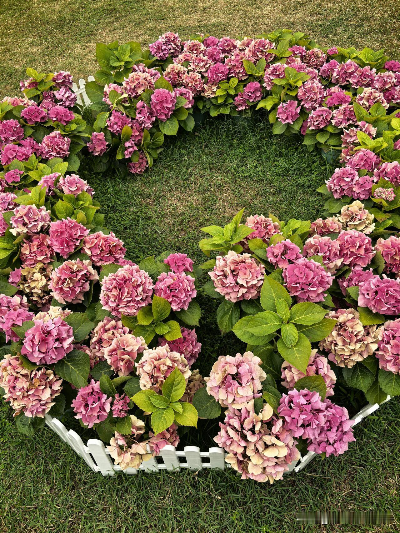 海上田园，景致如画
五彩绣球，竞相绽放
造型独特，妙趣横生
春日游玩，大饱眼福