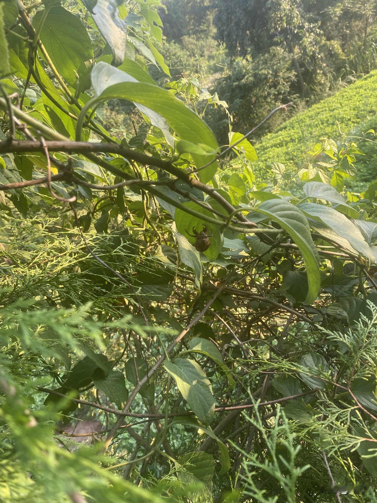 捡蚕壳了，四川农村的特产，别看这小小的壳子，可值钱了，几百块钱一斤，不过这一斤就