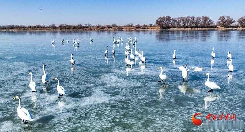 冬日的金塔，寒风虽至，但水库与湿地并未沉寂。在金塔县芨芨水库的湖面上，大天鹅舒展