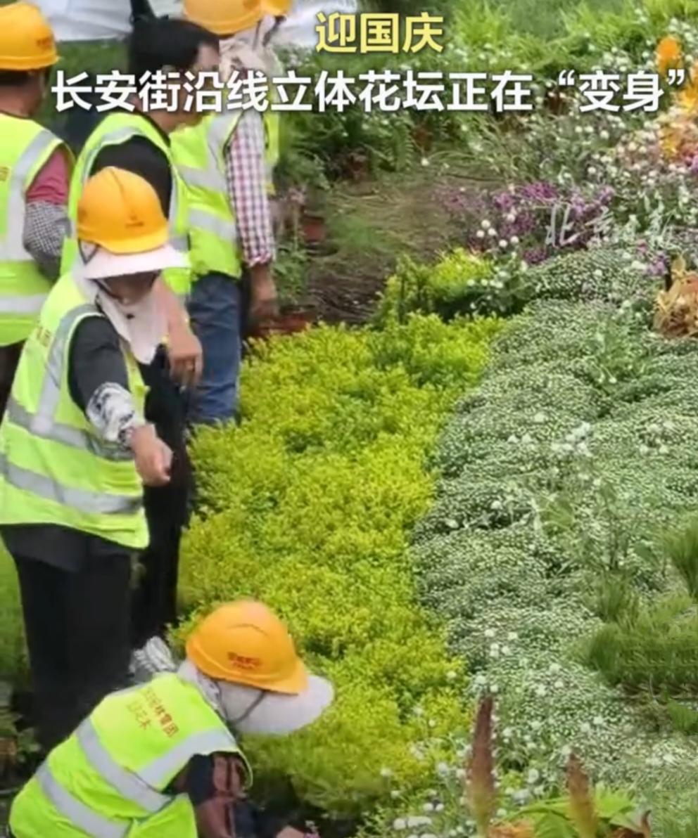 速看！长安街花坛大换装，国庆氛围拉满
 
家人们，大消息！长安街的花坛开始悄悄“