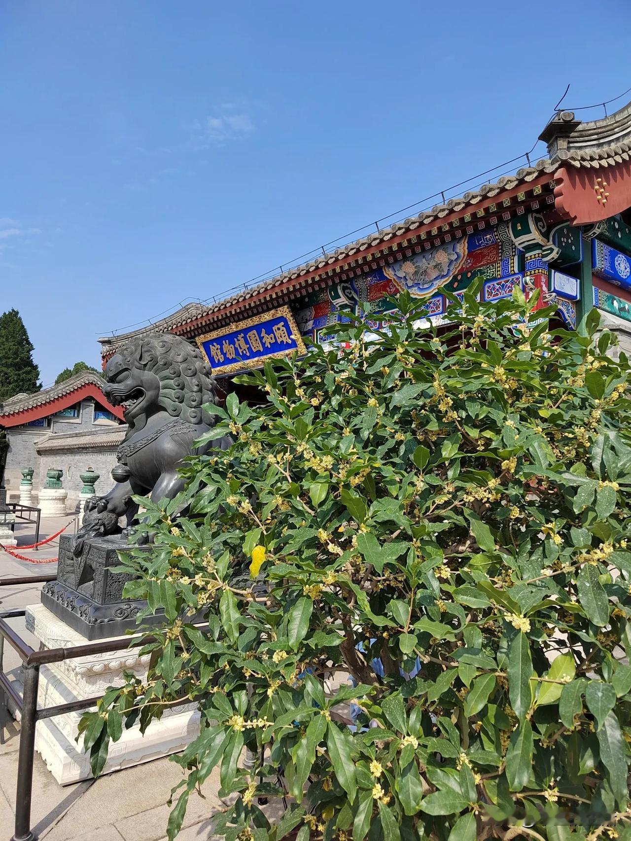 #桂花随手拍#中秋假期，来到颐和园闻香赏桂。一树桂花盛开，恍若人间尽染桂花香……